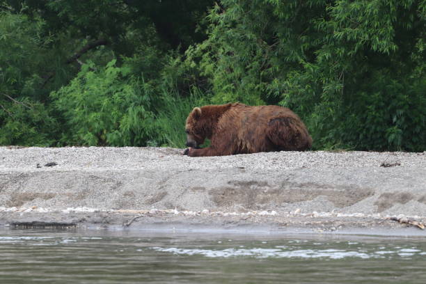 istock Kamchatka brown bear at Kuril Lake, Kamchatka 1169391708