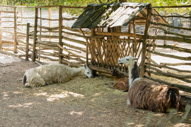 istock Llamas relaxing in the shadows. 1169391711