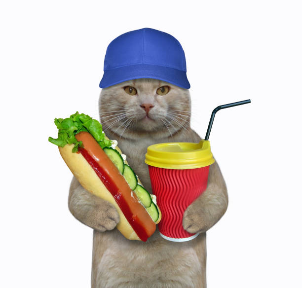istock Cat eating a hot dog with coffee 2 1169392689