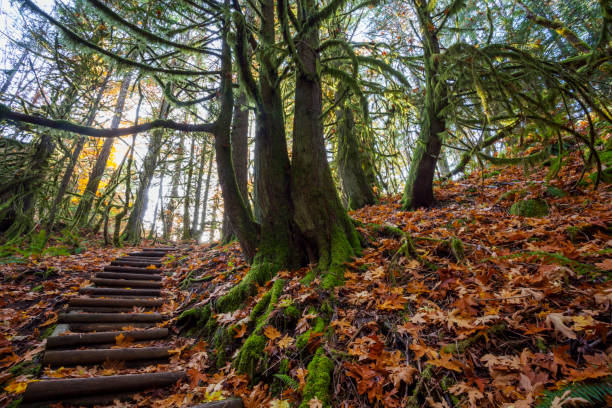 istock Autumn in Victoria BC 1169392893