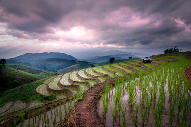 istock Pa Pong Piang Rice Terraces 1169393149