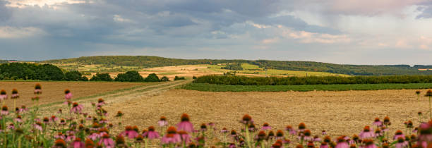 istock Landscape with Flowers in the Front 1169395480