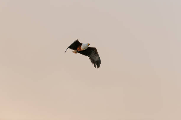 istock Big african fish eagle in the okawango delta of Botswana 1169395876