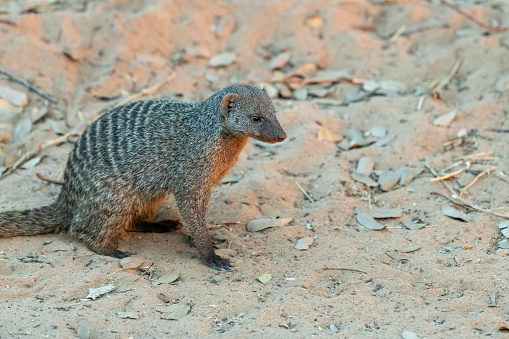 Mongoose in chobe national park in botswana, africa