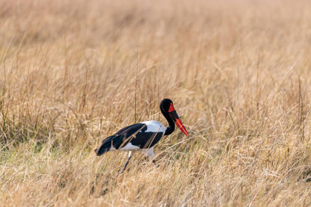 saddle billed stork on the meadow in the okawango delta in Botswana in africa