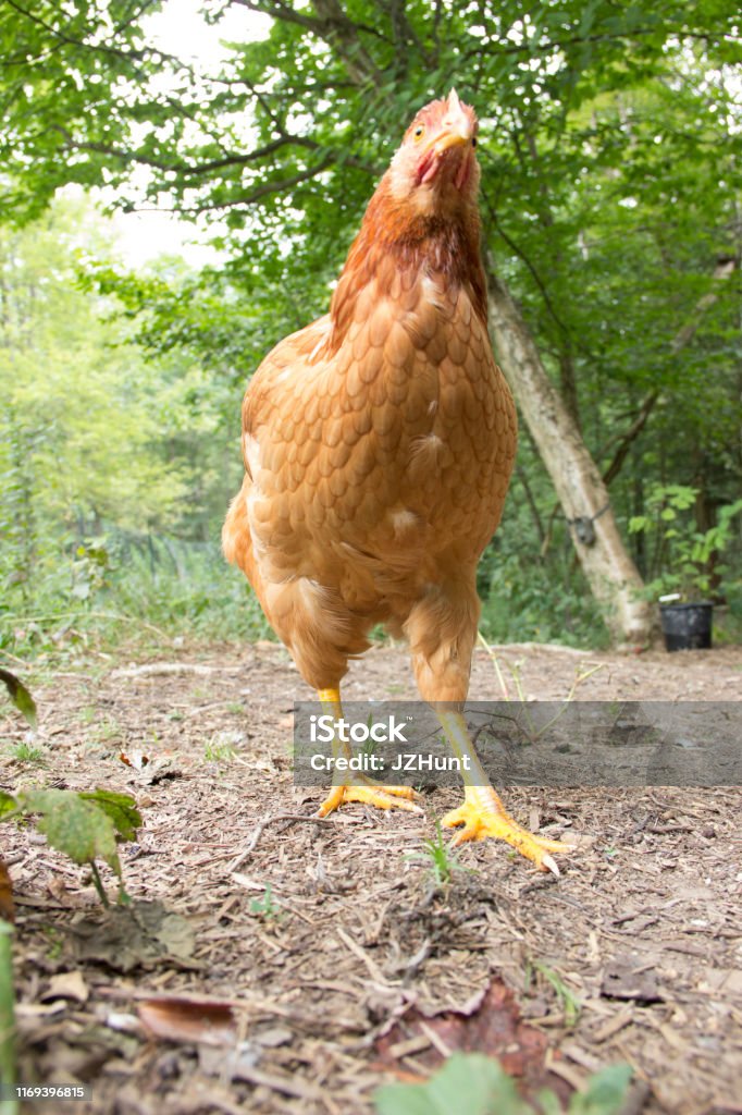 Một Con Gà Mái Nâu Hình ảnh Sẵn có - Tải xuống Hình ảnh Ngay bây giờ - Gà mái, Mặt trước, Bức ảnh - Sản phẩm nghệ thuật và thủ công - iStock Một Con Gà Mái Nâu Hình Ảnh Sẵn Có - Tải Xuống Hình Ảnh Ngay Bây Giờ - Gà Mái, Mặt Trước, Bức Ảnh - Sản Phẩm Nghệ Thuật Và Thủ Công - Istock