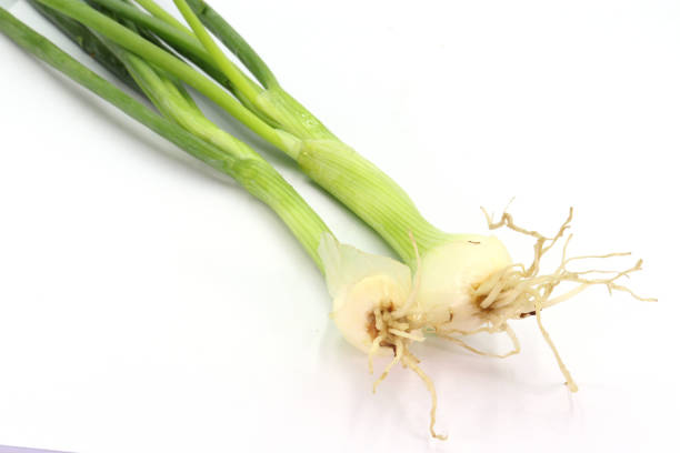 istock Scallion green onion spring onion salad onion bundle whole root on white background. High resolution image gallery. 1169397002