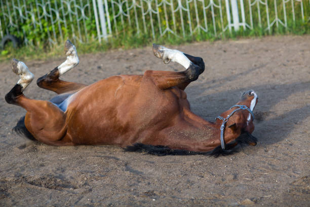istock Horse laying playing red brown color 1169397355