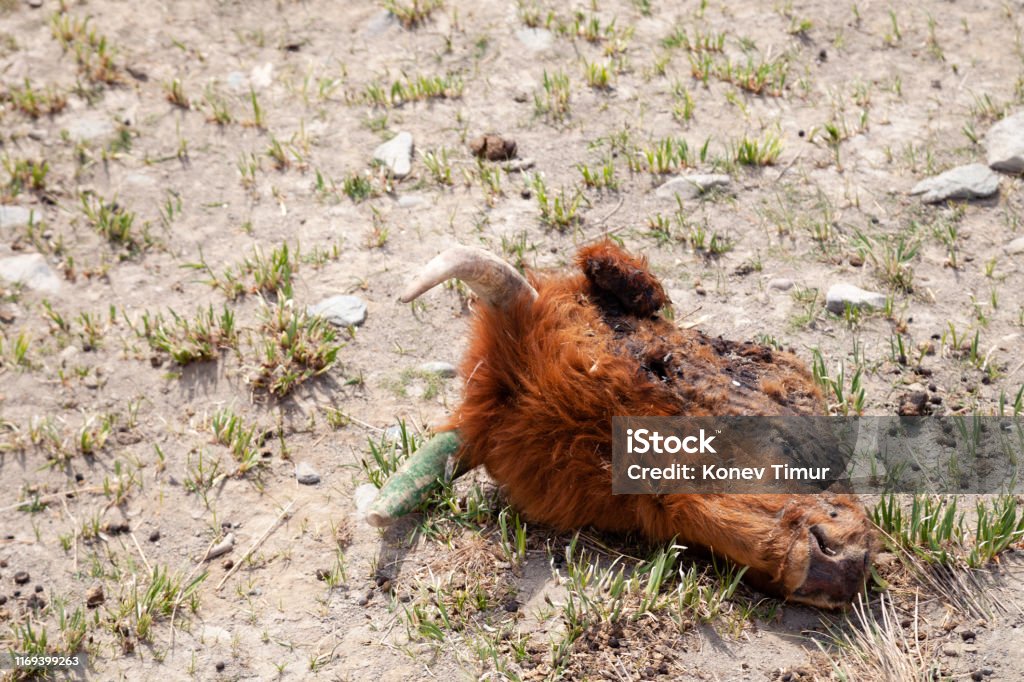 Closeup Head Of Dead Cattle Cow Without Eyes With Horns Bald Skin Brown  Hair Lies In Steppe Field With Green Grass Concept Drought Bad Weather  Death From Thirst Animal Epidemic Pandemic Stock