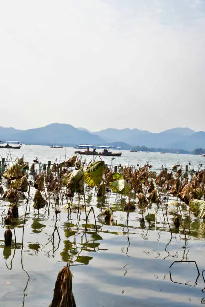Photo of Many dried flowers floating with fishing and tourist boats sailing on Hangzhou Lake in China