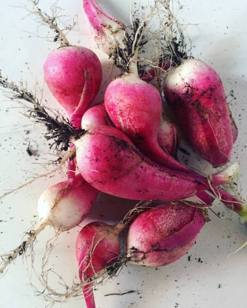 pila di ravanelli rosa coltivati in casa con terreno nelle radici, su sfondo bianco - healthy eating macro vegetable farm foto e immagini stock