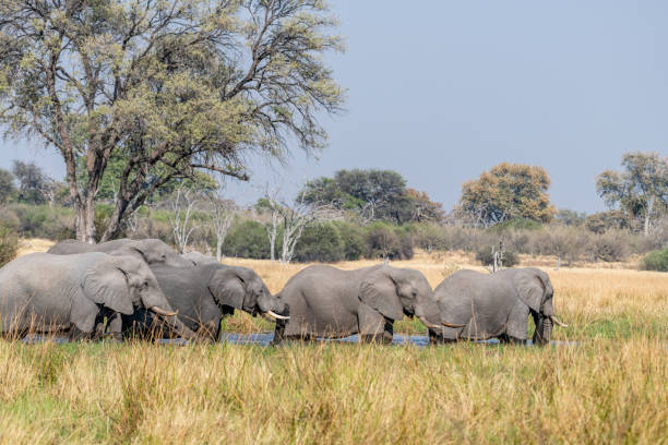 istock Elephants in moremi Game Reserve in Botswana in the okavango Delta 1169402254