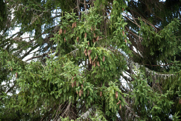 istock Green fir tree in the Black Forest with many pine cones 1169404448
