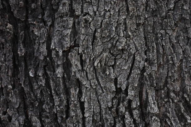 istock bark texture of Thailand land tree , bark wood Texture background 1169404454
