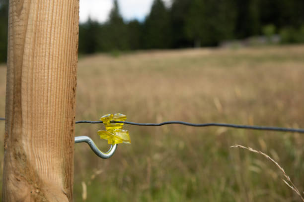 Old weathered cow wire in front of a blurred brown background