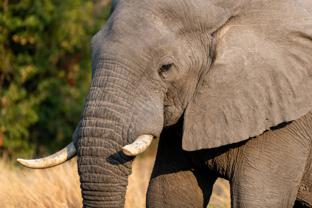 istock Elephants in moremi Game Reserve in Botswana in the okavango Delta 1169404650