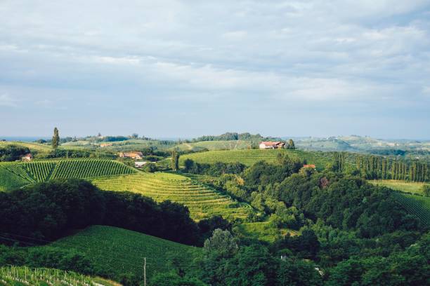 istock Wine landscape, Slovenia 1169404829