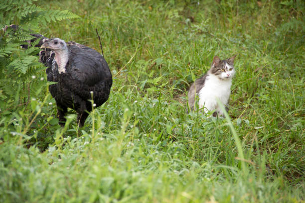Unusual friends, a turkey and a cat stand near each other  in the grass. Photographed in West Virginia in the summer.