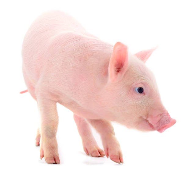 istock Small pink pig isolated. 1169406766