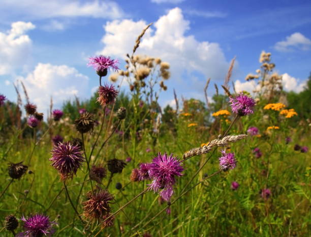 istock Wildflower meadow in summer 1169407041
