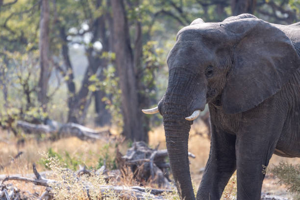 istock Elephants in moremi Game Reserve in Botswana in the okavango Delta 1169408798