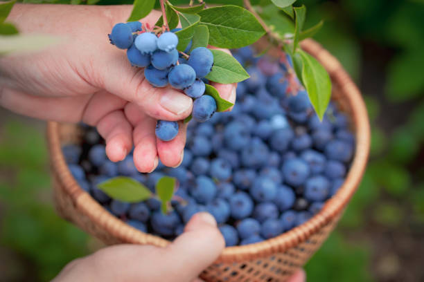 les mains de femmes ramassant les bleuets mûrs ferment vers le haut tirent avec le bol, plein des baies. bleuets - branches de baies fraîches dans le jardin. concept de récolte. - picking up photos et images de collection