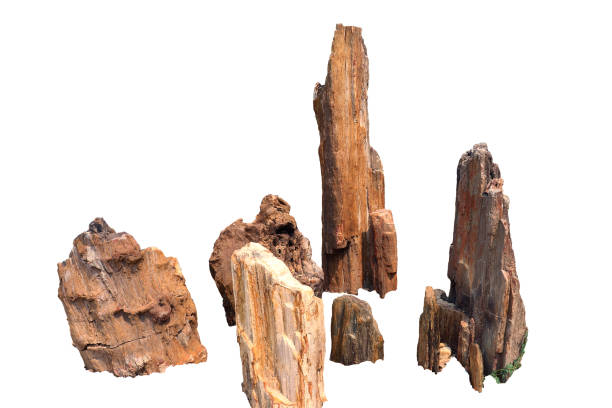 istock Stone trees, Petrified forest, petrified wood, isolated on white background High resolution image gallery. 1169408976