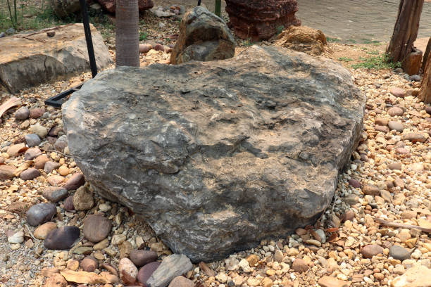 istock Oncolites Stone , oncolites are sedimentary structures composed of oncoids, which are layered structures formed by cyanobacterial growth : on ground High resolution image gallery. 1169409047