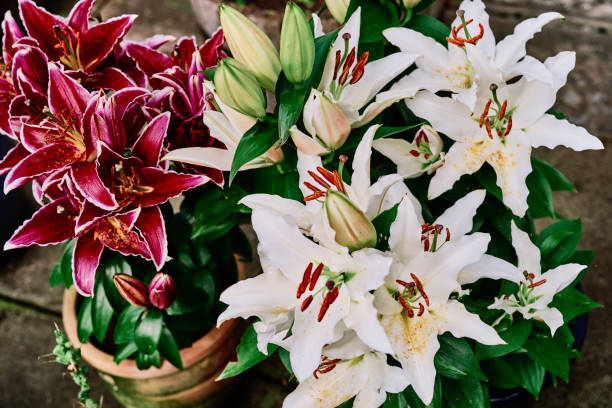 White Lily Luzia and red Lily Sunny Grenada.