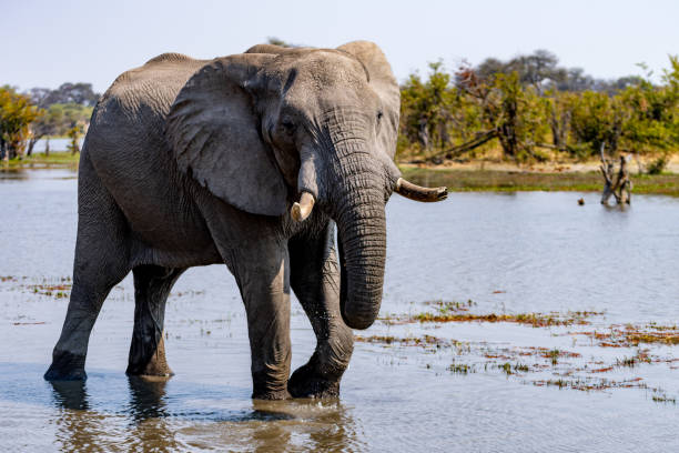 istock Elephants in moremi Game Reserve in Botswana in the okavango Delta 1169409567