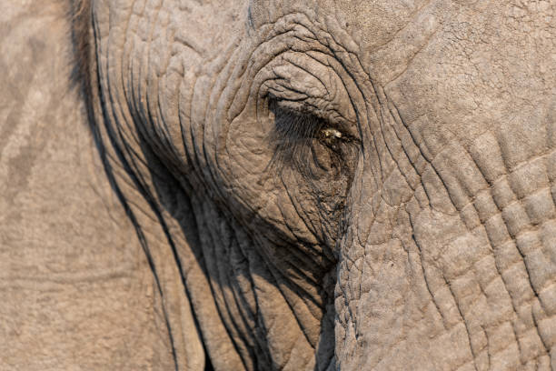 istock Elephants in moremi Game Reserve in Botswana in the okavango Delta 1169410158