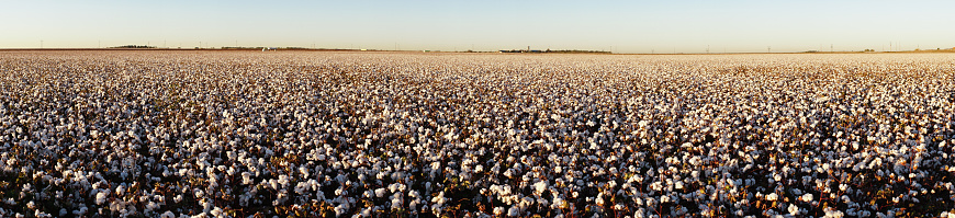 Cotton plants producing bols ready to harvest in agricultural field in west Texas