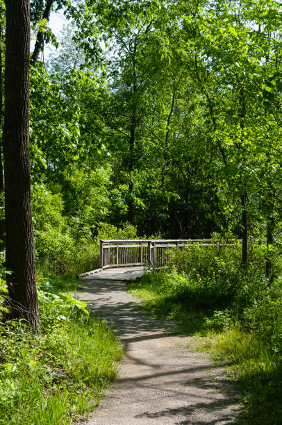 istock Michigan Summer Landscape in a Small Park 1169411567