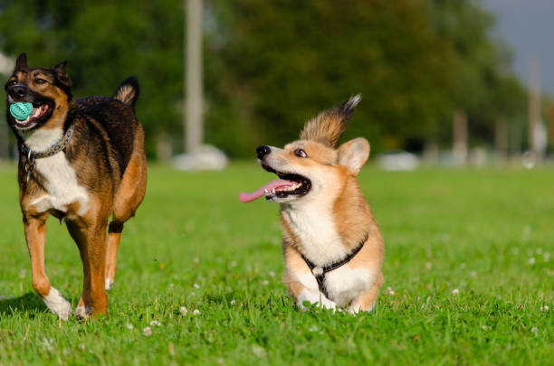 istock Young energetic welsh corgi pembroke 1169411693