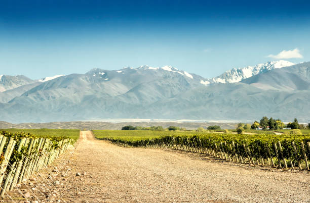 vigneto sudamericano, mendoza, argentina. - agriculture winemaking cultivated land diminishing perspective foto e immagini stock