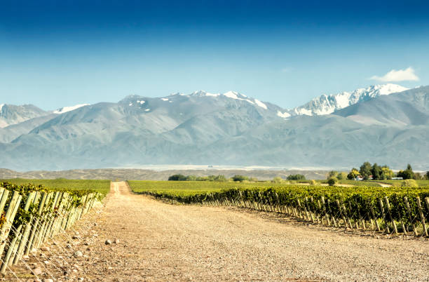 istock South American vineyard, Mendoza, Argentina. 1169414193