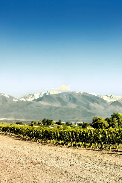 istock South American vineyard, Mendoza, Argentina. 1169414236