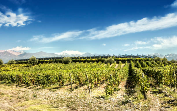 istock South American vineyard, Mendoza, Argentina. 1169414316