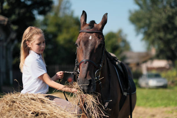 una adolescente alimenta a un caballo marrón al aire libre con heno. - horse child animal feeding fotografías e imágenes de stock