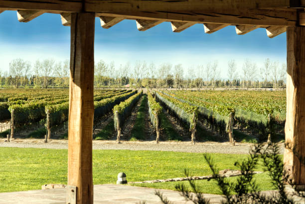 istock View of the vineyard from the gallery. 1169414945