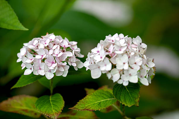 istock two white light pink blossoms of a hydrangea flower 1169415569