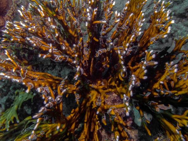 istock Brittle Stars (Ophiuroidea) in the Red Sea 1169416187