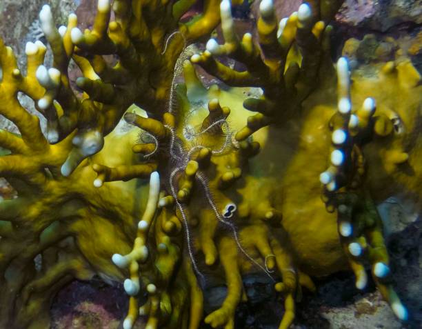 istock Brittle Stars (Ophiuroidea) in the Red Sea 1169416218