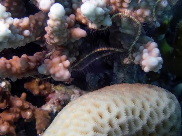 istock Brittle Stars (Ophiuroidea) in the Red Sea 1169416220