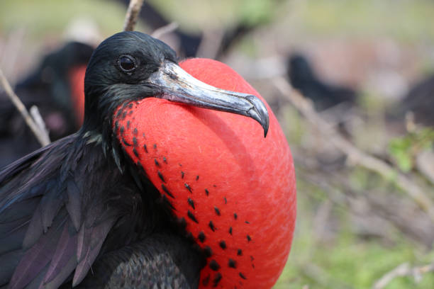 istock Frigate bird in the Galapagos Islands 1169416869