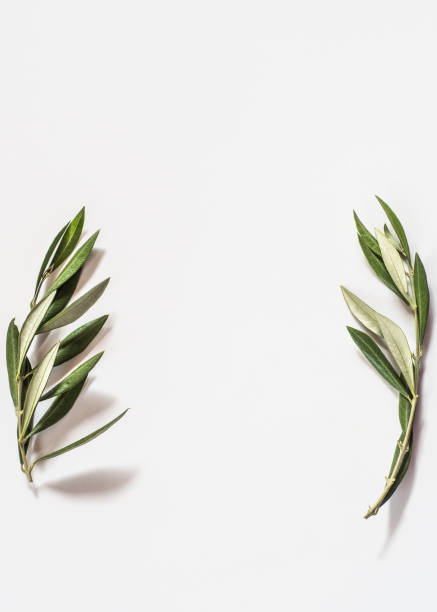 istock Two twig of olive tree on white background with copy space 1169417227