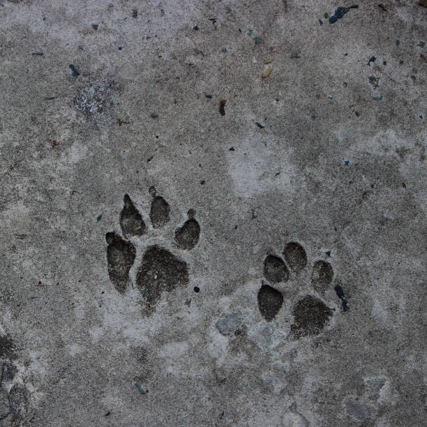 istock Dog footprint on concrete floor 1169417604