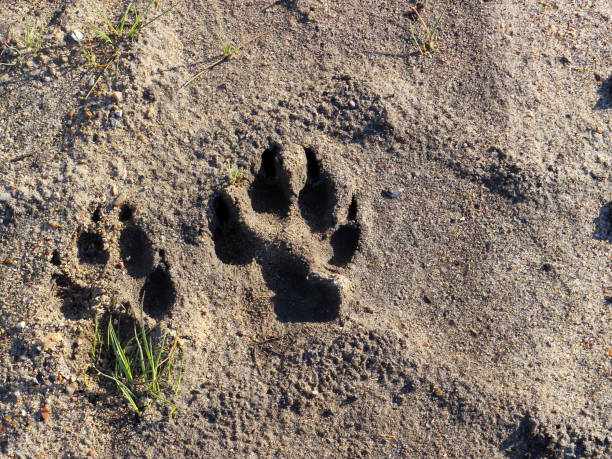 istock Dog footprint on ground 1169417625