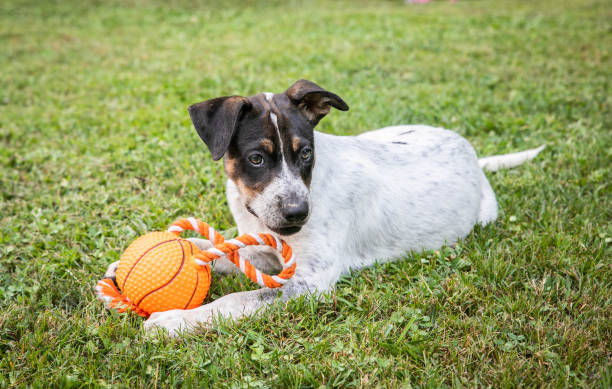 istock Puppy in the Yard 1169419659