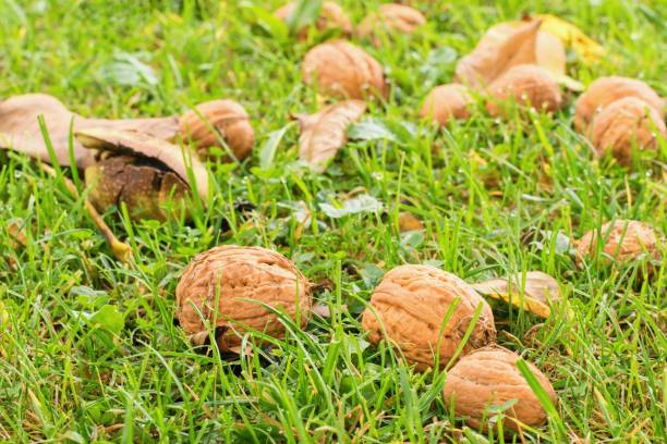 istock Ripe walnuts fallen in the green grass, harvesting season 1169420183